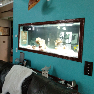 In-Wall Aquarium